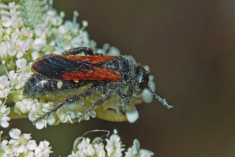 Scolia sexmaculata - Malta